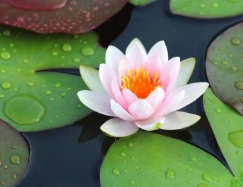 water lily in the water