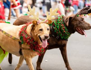 Dog christmas parade