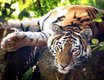 naples zoo near marco island