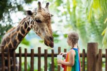Kids feeding girraffe