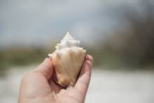 conch shell in hands on beach