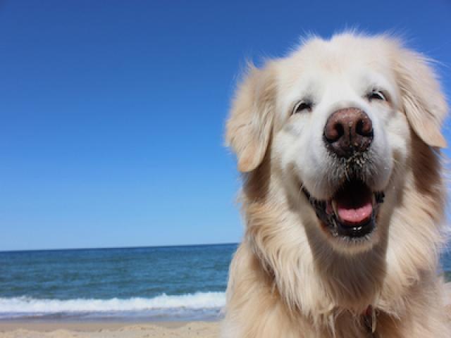 Dog on the Beach