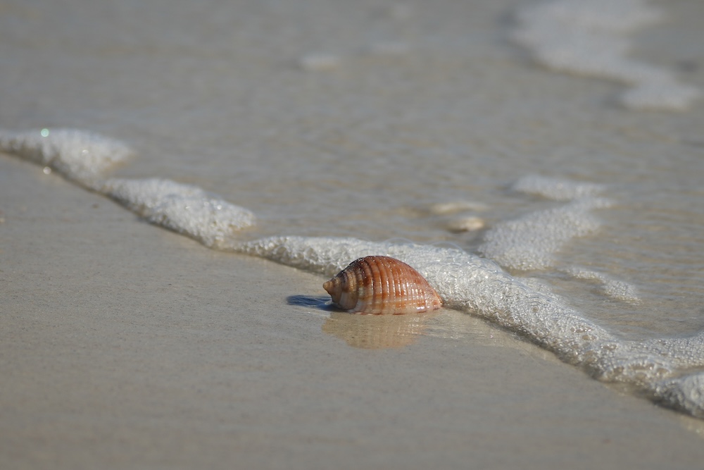 florida fighting conch on shore