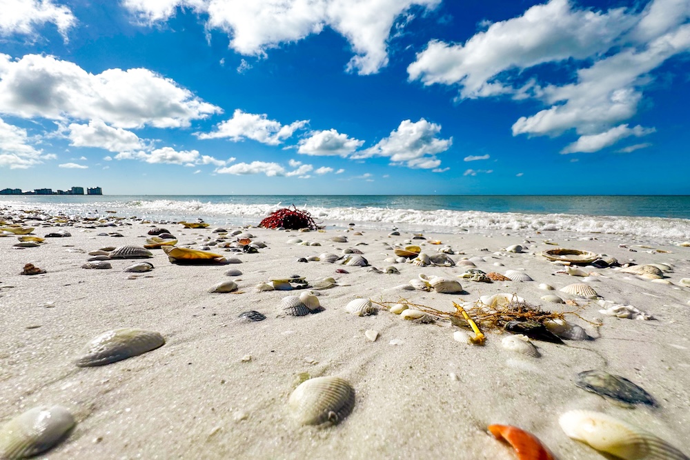 shells along marco Island shores