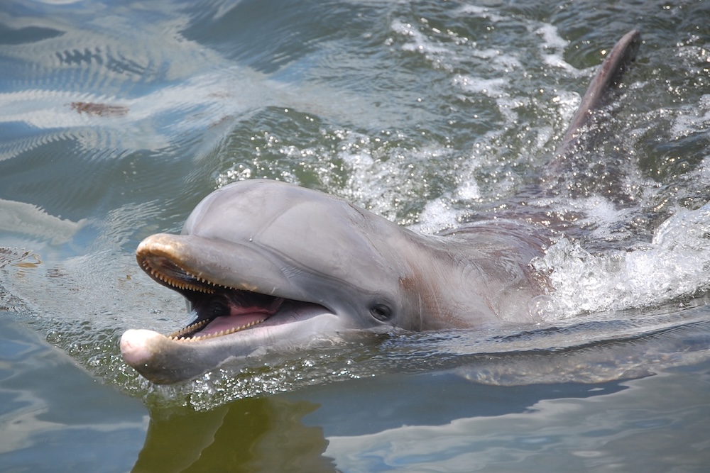 Florida bottlenose dolphin