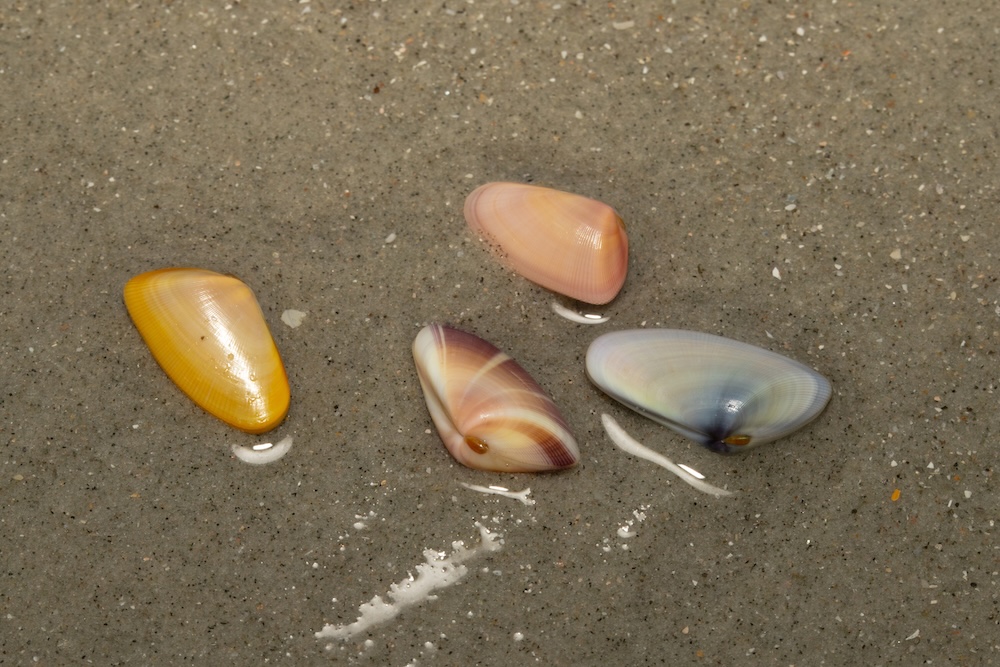 coquina shells on beach