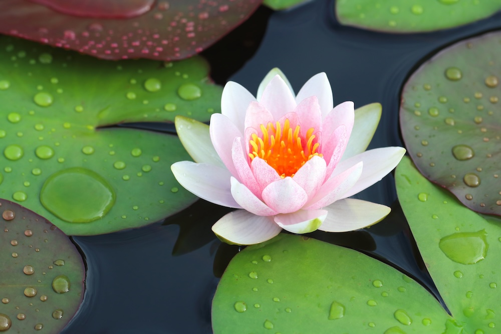 water lily in the water