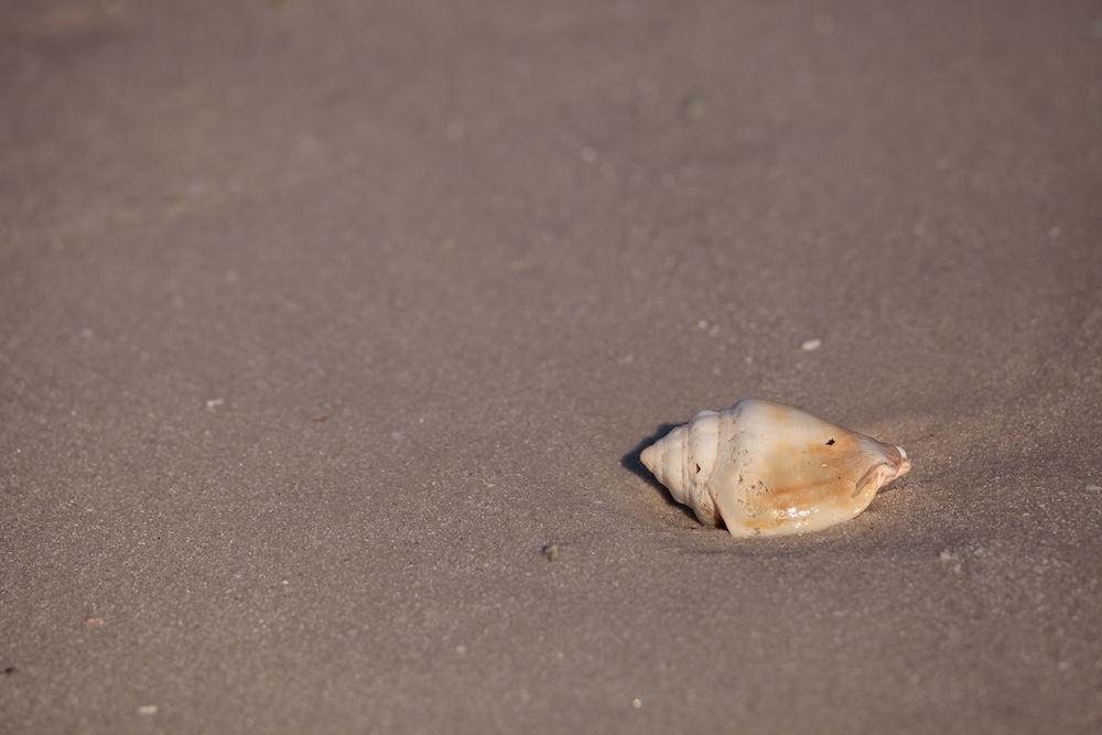 shell on shore of beach