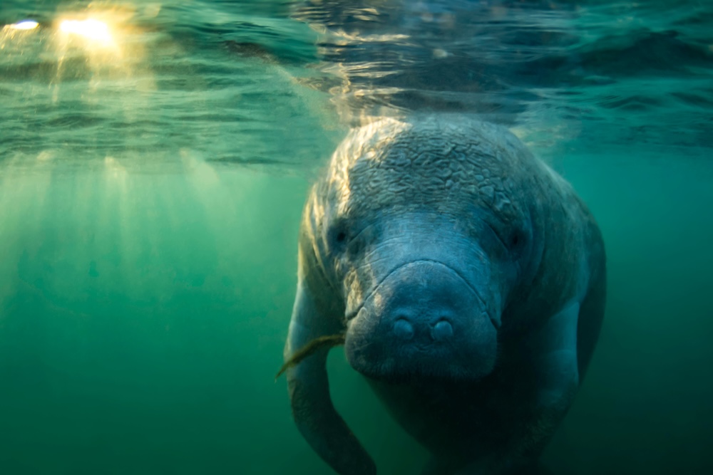 Underwater manatee Florida