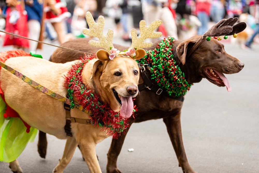 Christmas dogs in parade