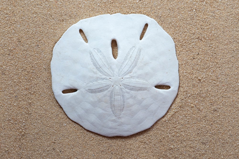 sand dollar on sand