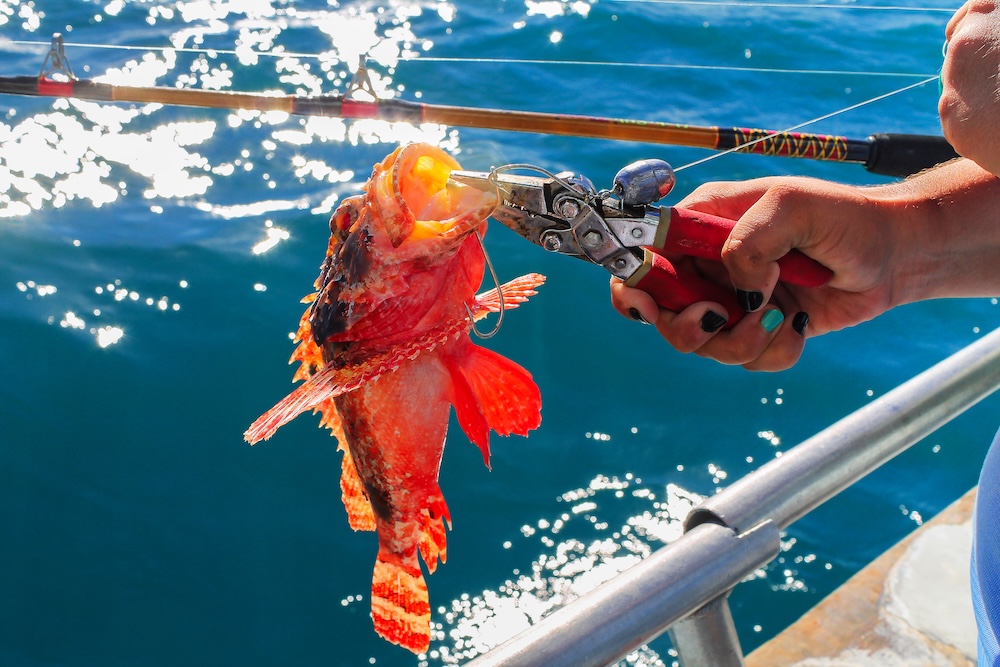 person catching a red rockfish