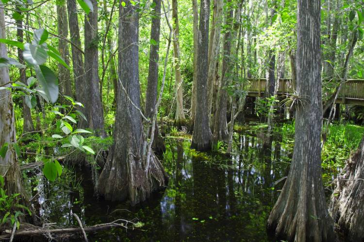 Big Cypress National Preserve